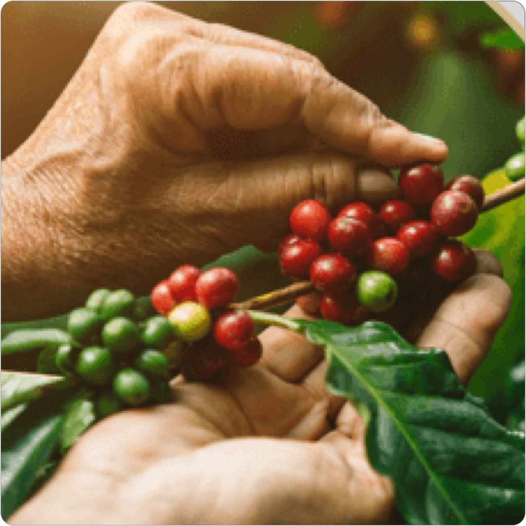 Παροχή καφέ